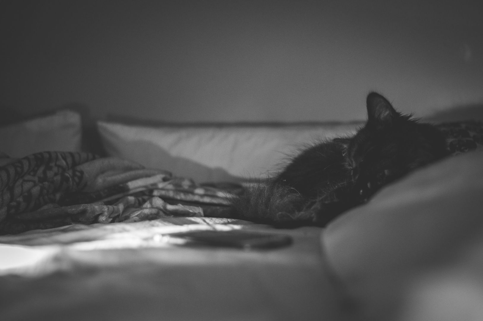 _DSC0210