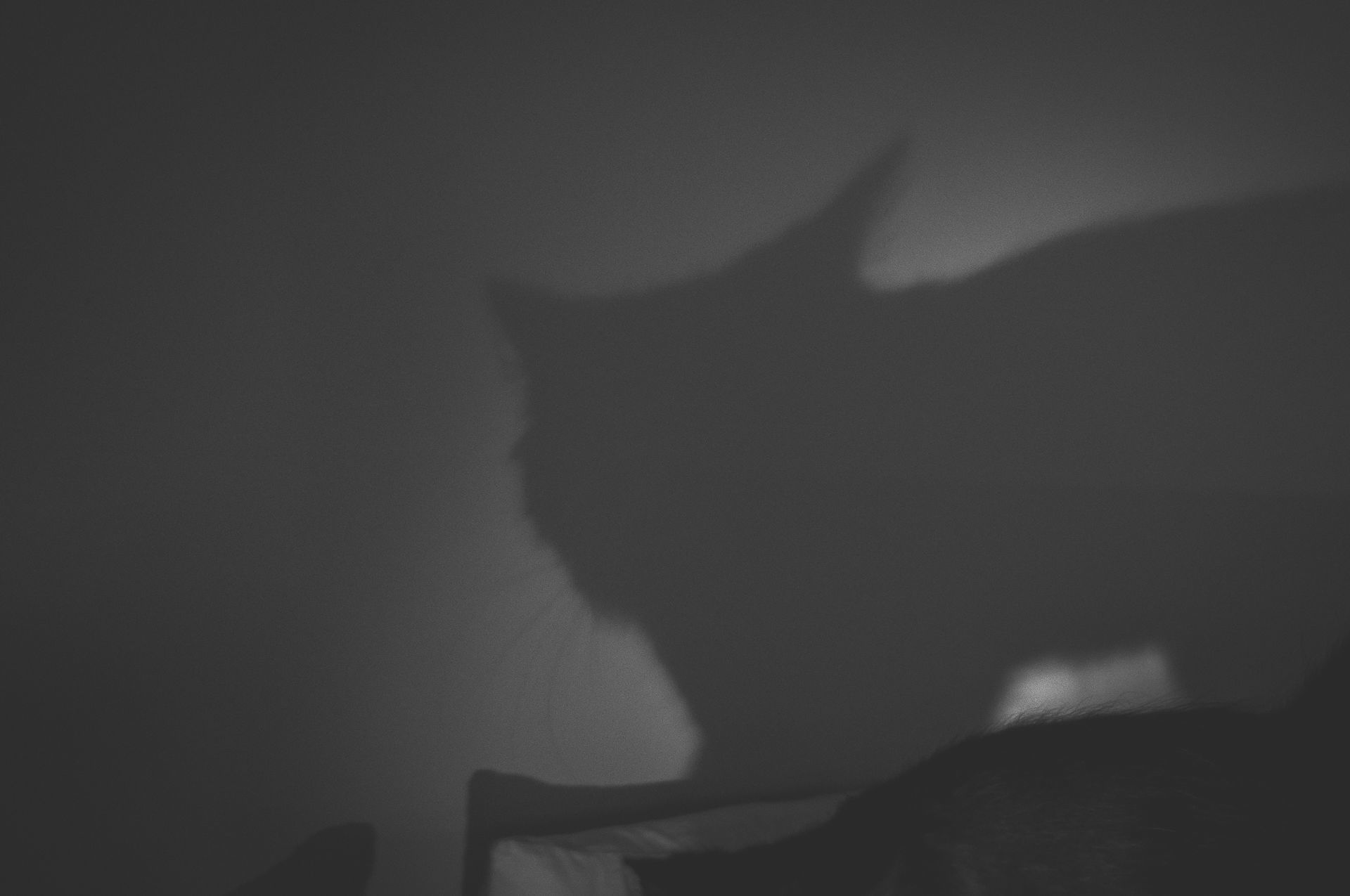 _DSC0338